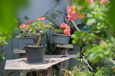 Potted plants in yard