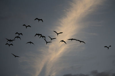 Low angle view of birds flying in sky