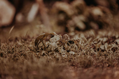 Close-up of crab on field