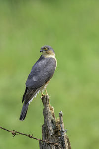 Sparrow hawk, accipiter nisus, perched on a broken fence post, side on view, head turned to rear