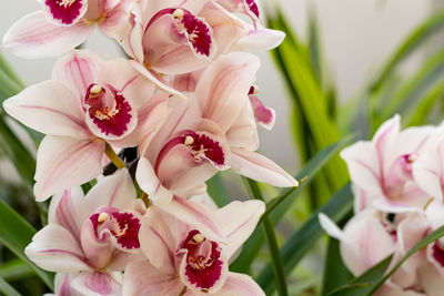 Close-up of pink flowering plant