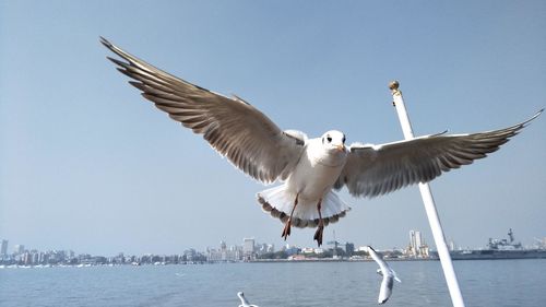 Seagulls flying over sea against clear sky