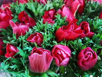 Full frame shot of red flowers