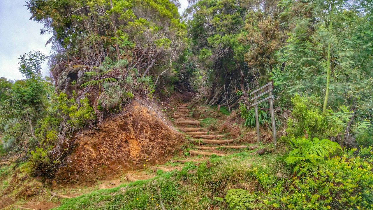 tree, the way forward, growth, tranquility, forest, green color, nature, tranquil scene, dirt road, beauty in nature, plant, diminishing perspective, landscape, scenics, non-urban scene, day, sunlight, clear sky, footpath, outdoors