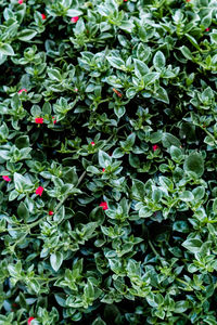 Full frame shot of plants