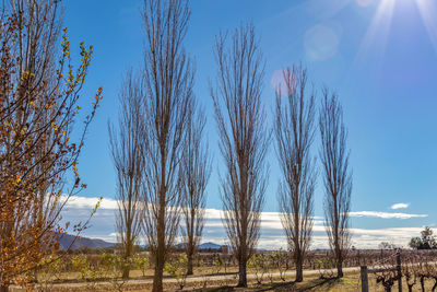 Trees on landscape against blue sky