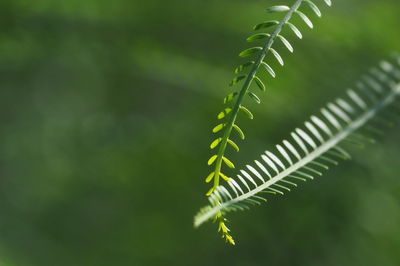 Close-up of fern leaves