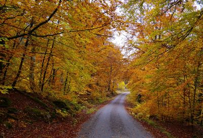 Road amidst trees during autumn