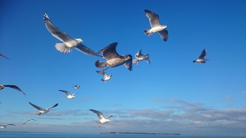 Seagulls flying against sky