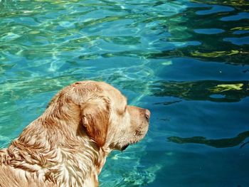 High angle view of dog in swimming pool