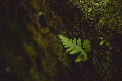 Close-up of leaves on tree trunk