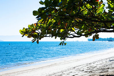 Tree by sea against clear sky