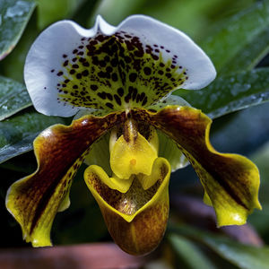 Close-up of flowering plant