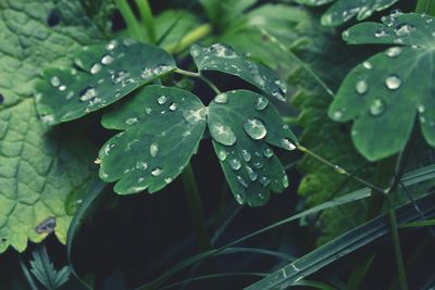 Close-up of water drops on leaves