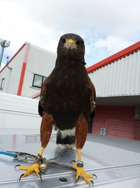 Close-up of bird against clear sky