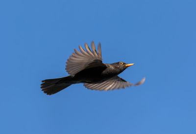 Low angle view of blackbird flying against clear blue sky