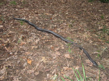 High angle view of lizard on field