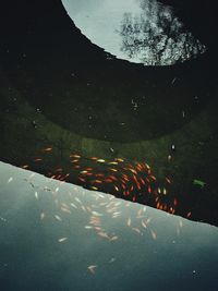 Close-up high angle view of koi fish in water