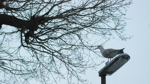 Low angle view of bird perching on bare tree against sky