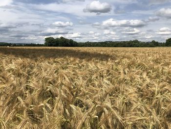 Scenic view of field against sky