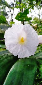 Close-up of white flowering plant