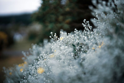 Close-up of frozen plant