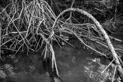 Bare tree by lake in forest