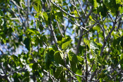 Low angle view of leaves on tree