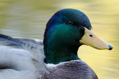 Close up of mallard duck - anas platyrhynchos