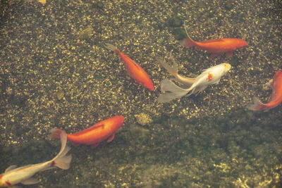 Fish swimming in sea