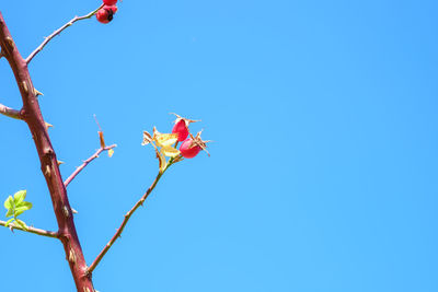 Low angle view of a plant against blue sky