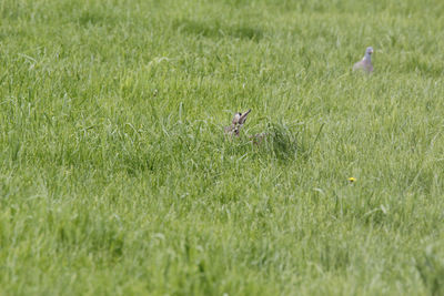 Bird in a field