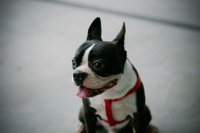 High angle view of dog looking away while sitting on street