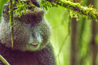 Close-up portrait of a monkey