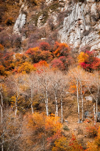 Scenic view of landscape