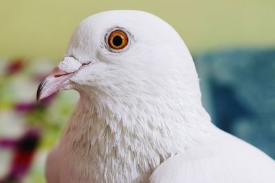 Close-up face shot of white pegion bird