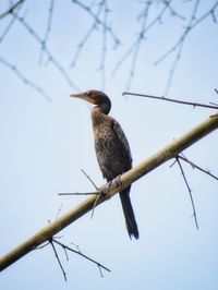 Bird perching on a tree