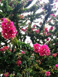 Close-up of pink flowering plants in park