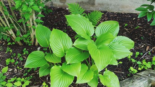 Close-up high angle view of plant