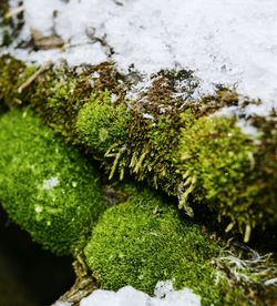 Close-up of moss on rock