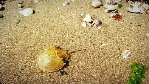 Seashell on sandy beach