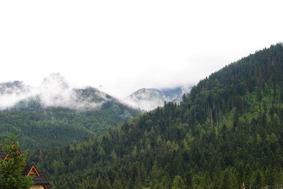 Scenic view of forest against sky