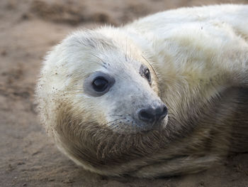 Close-up portrait of sheep