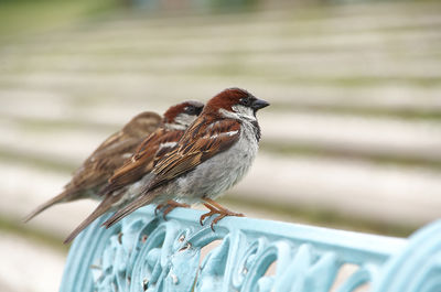 Close-up of bird perching