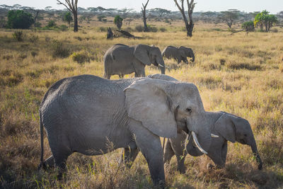 Elephant herd in serengeti national park, tanzania. travel and safari concept.
