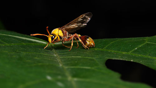 Close-up of insect on leaf