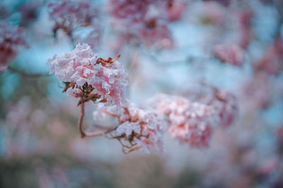 Close-up of pink cherry blossom