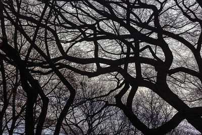 Low angle view of silhouette bare tree against sky