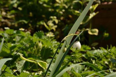 Close-up of green plant