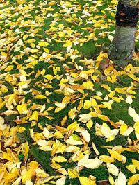 High angle view of maple leaves floating on field during autumn